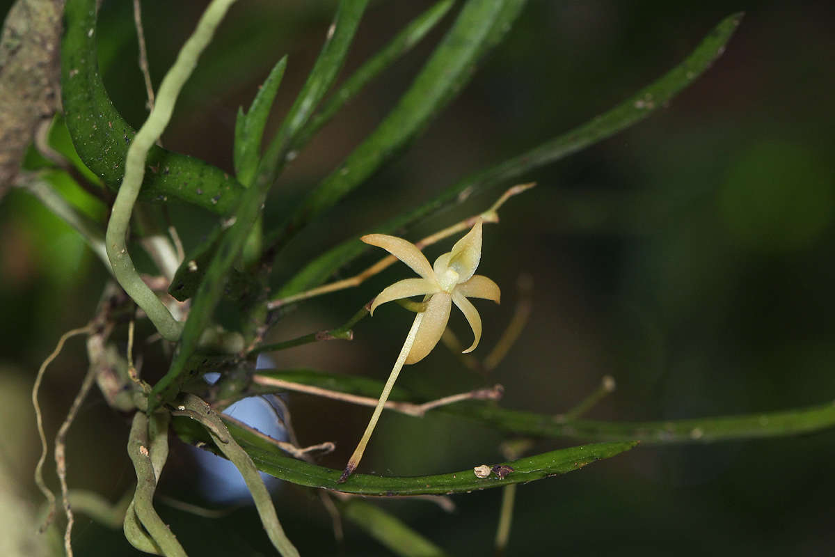 Image of Angraecum cultriforme Summerh.