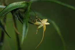 Imagem de Angraecum cultriforme Summerh.