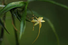 Image of Angraecum cultriforme Summerh.