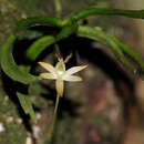 Image de Angraecum cultriforme Summerh.