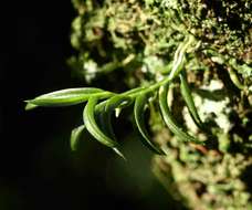 Image de Angraecum humile Summerh.