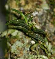 Image de Angraecum humile Summerh.