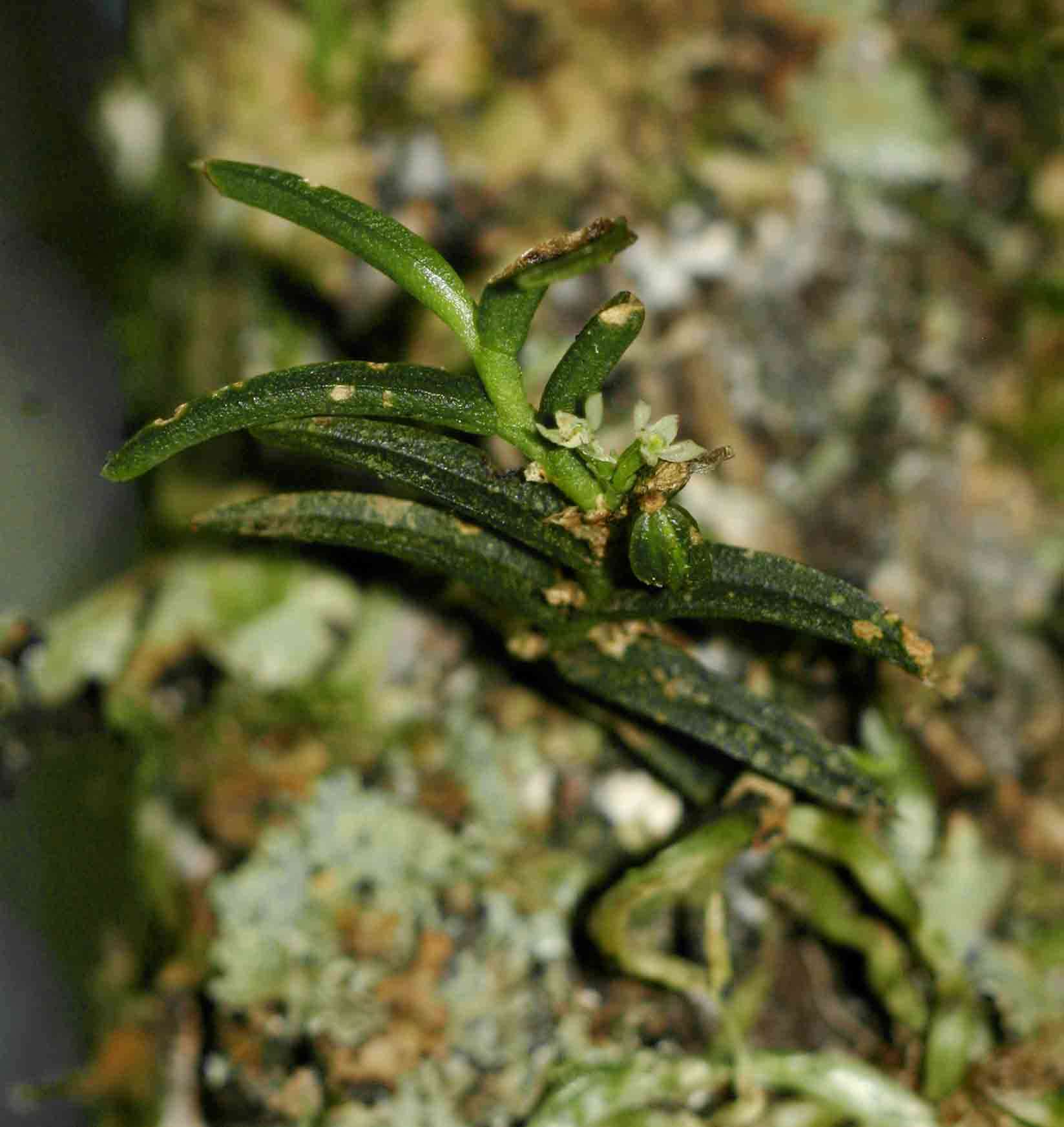 Imagem de Angraecum humile Summerh.