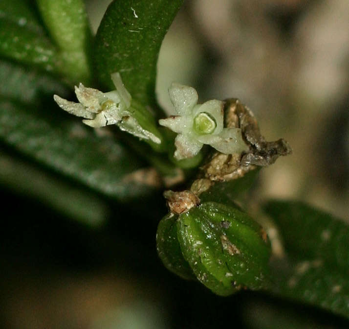 Image de Angraecum humile Summerh.