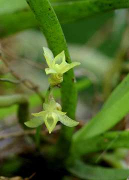 Imagem de Angraecum sacciferum Lindl.