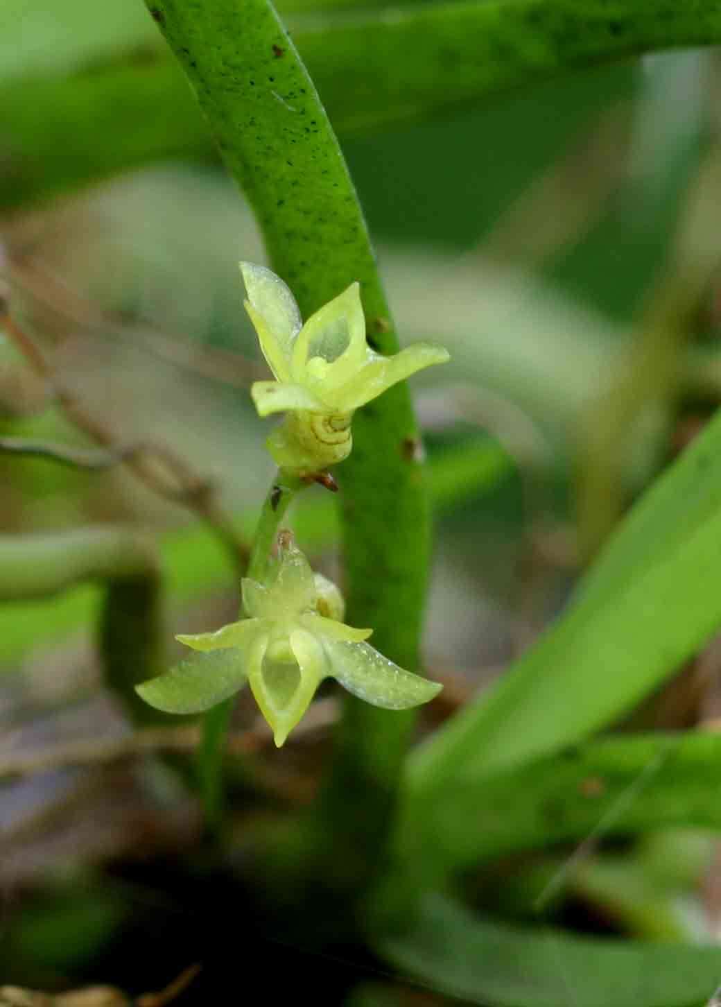 Image of Angraecum sacciferum Lindl.