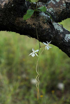 Image of Aerangis kotschyana (Rchb. fil.) Schltr.