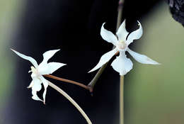 Aerangis kotschyana (Rchb. fil.) Schltr.的圖片