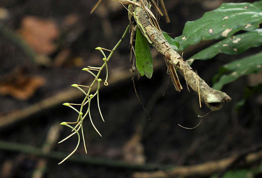 Image of Aerangis mystacidii (Rchb. fil.) Schltr.