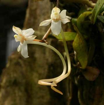 Aerangis mystacidii (Rchb. fil.) Schltr.的圖片