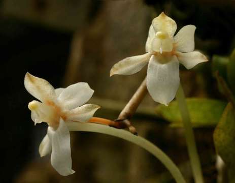 Aerangis mystacidii (Rchb. fil.) Schltr.的圖片