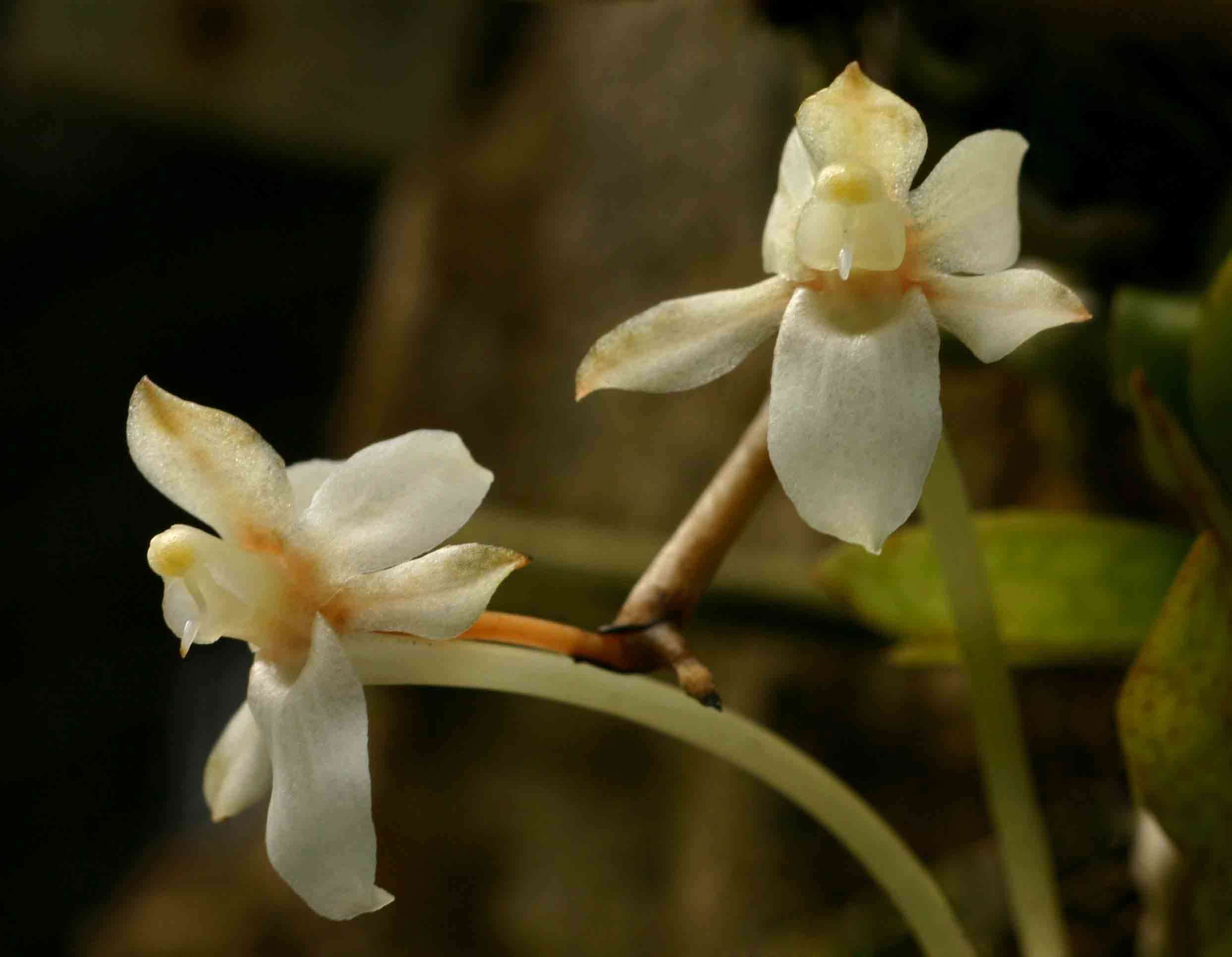 Image of Aerangis mystacidii (Rchb. fil.) Schltr.