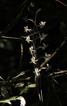 Aerangis mystacidii (Rchb. fil.) Schltr.的圖片