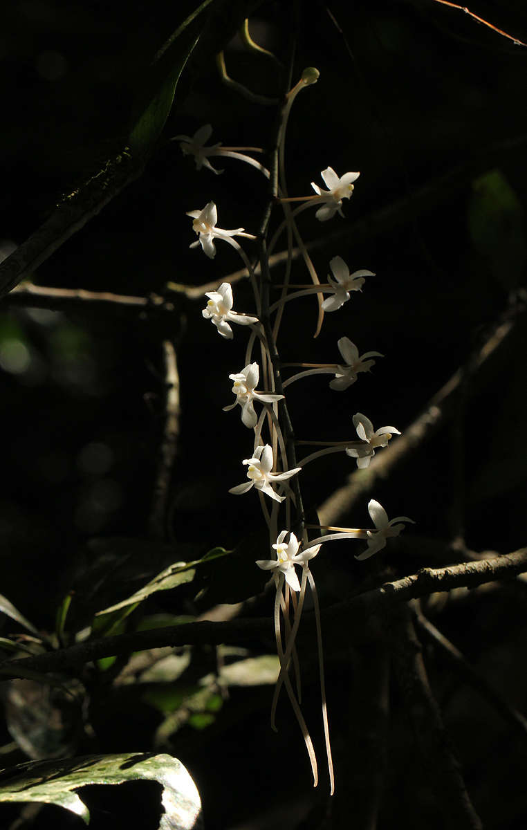 Image of Aerangis mystacidii (Rchb. fil.) Schltr.