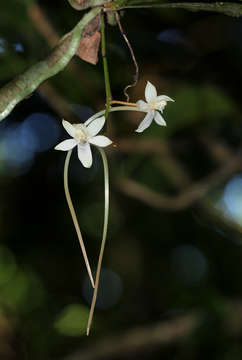 Image of Aerangis mystacidii (Rchb. fil.) Schltr.