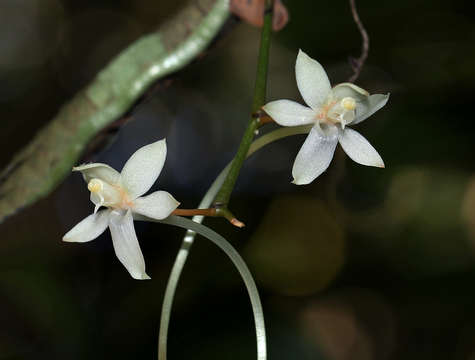 Imagem de Aerangis mystacidii (Rchb. fil.) Schltr.