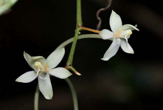 Imagem de Aerangis mystacidii (Rchb. fil.) Schltr.