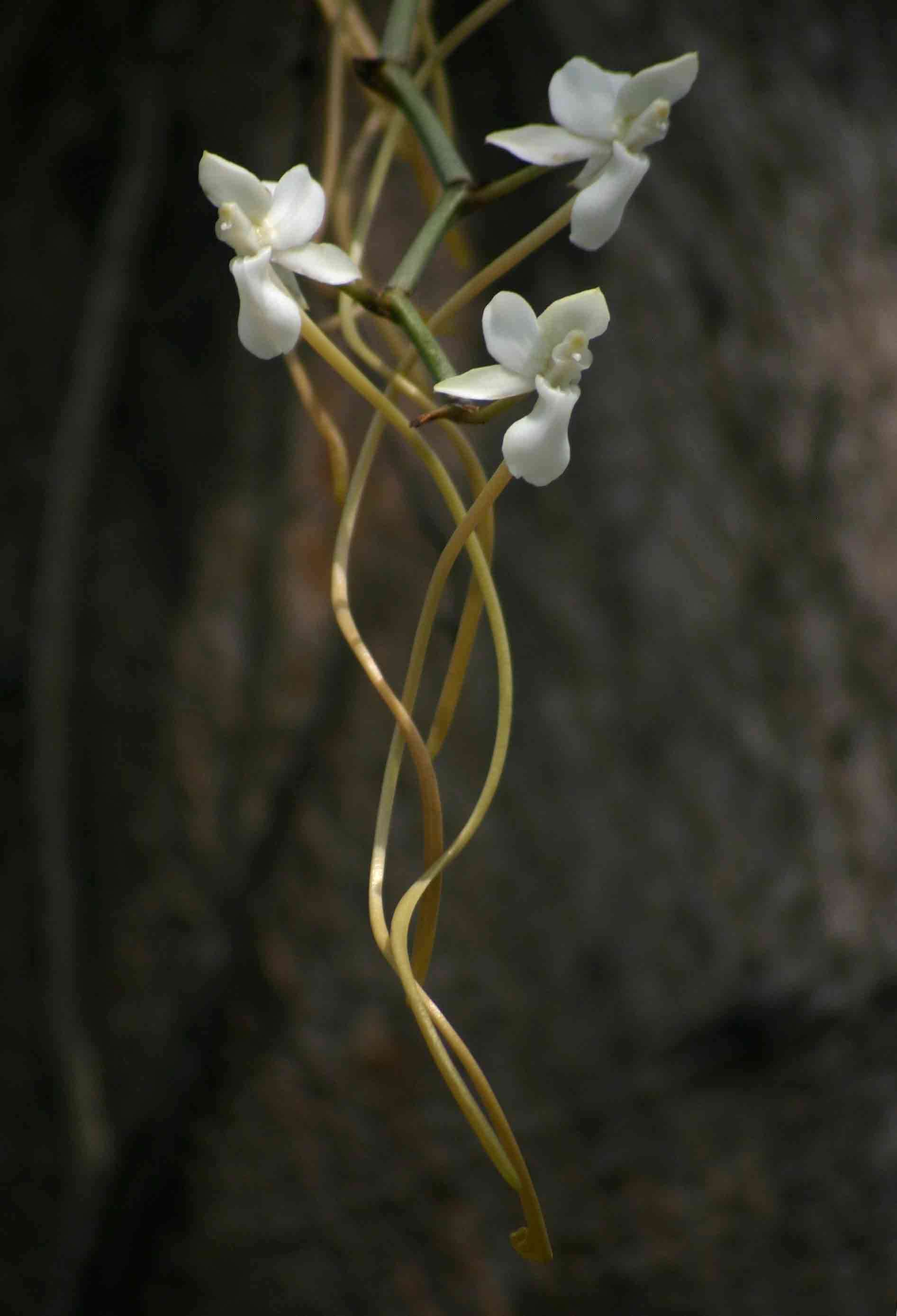 Image of Aerangis verdickii (De Wild.) Schltr.