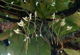 Aerangis verdickii (De Wild.) Schltr.的圖片