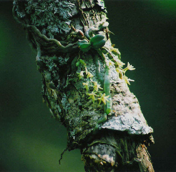 Image of Angraecopsis