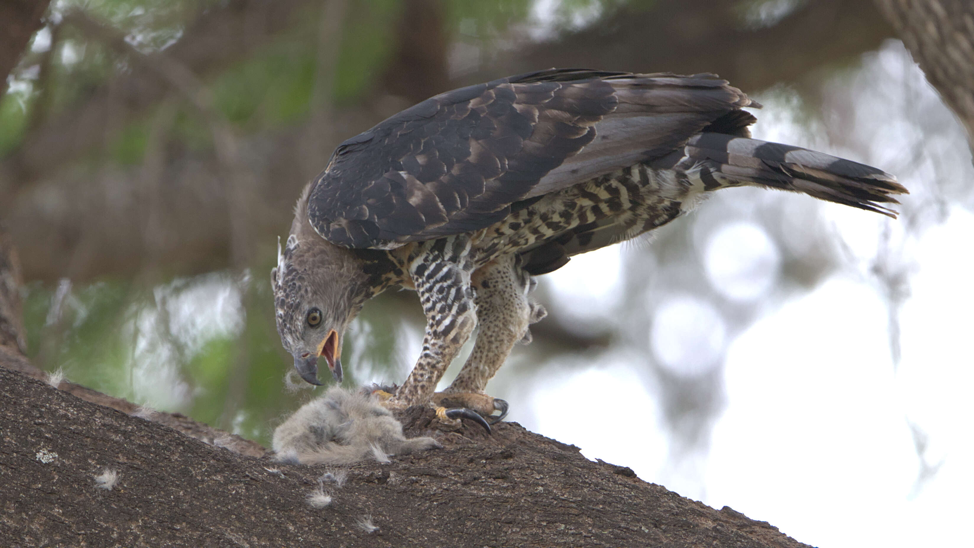 Image of Stephanoaetus Sclater & WL 1922