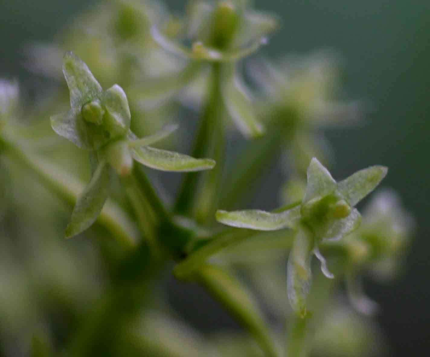 Image of Angraecopsis
