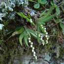 Imagem de Bolusiella iridifolia subsp. picea P. J. Cribb