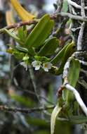 Image of Calyptrochilum