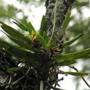 Image of Cyrtorchis arcuata subsp. arcuata
