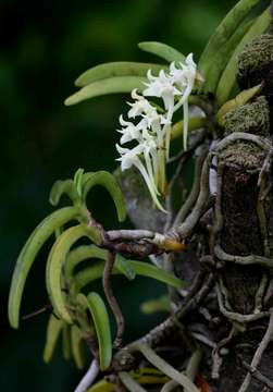 Image of Cyrtorchis praetermissa Summerh.