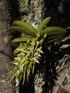 Image of Cyrtorchis praetermissa Summerh.