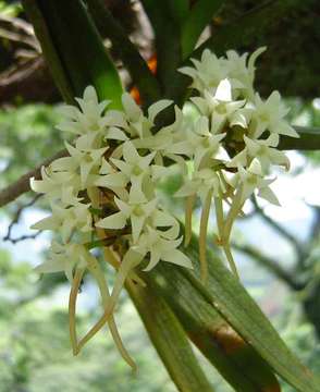 Image de Cyrtorchis ringens (Rchb. fil.) Summerh.