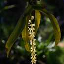 Image of Diaphananthe fragrantissima (Rchb. fil.) Schltr.