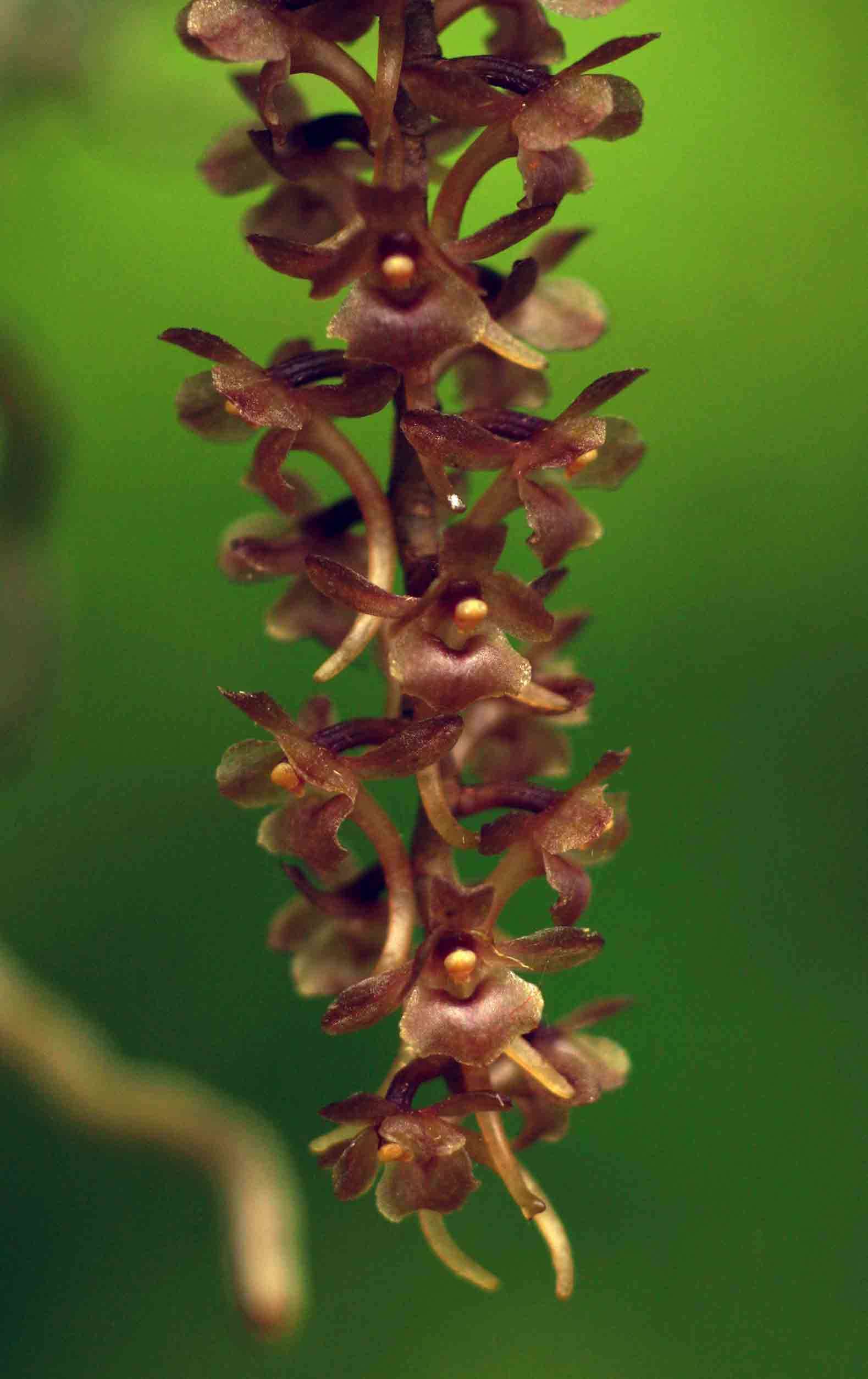 Image of Rhipidoglossum