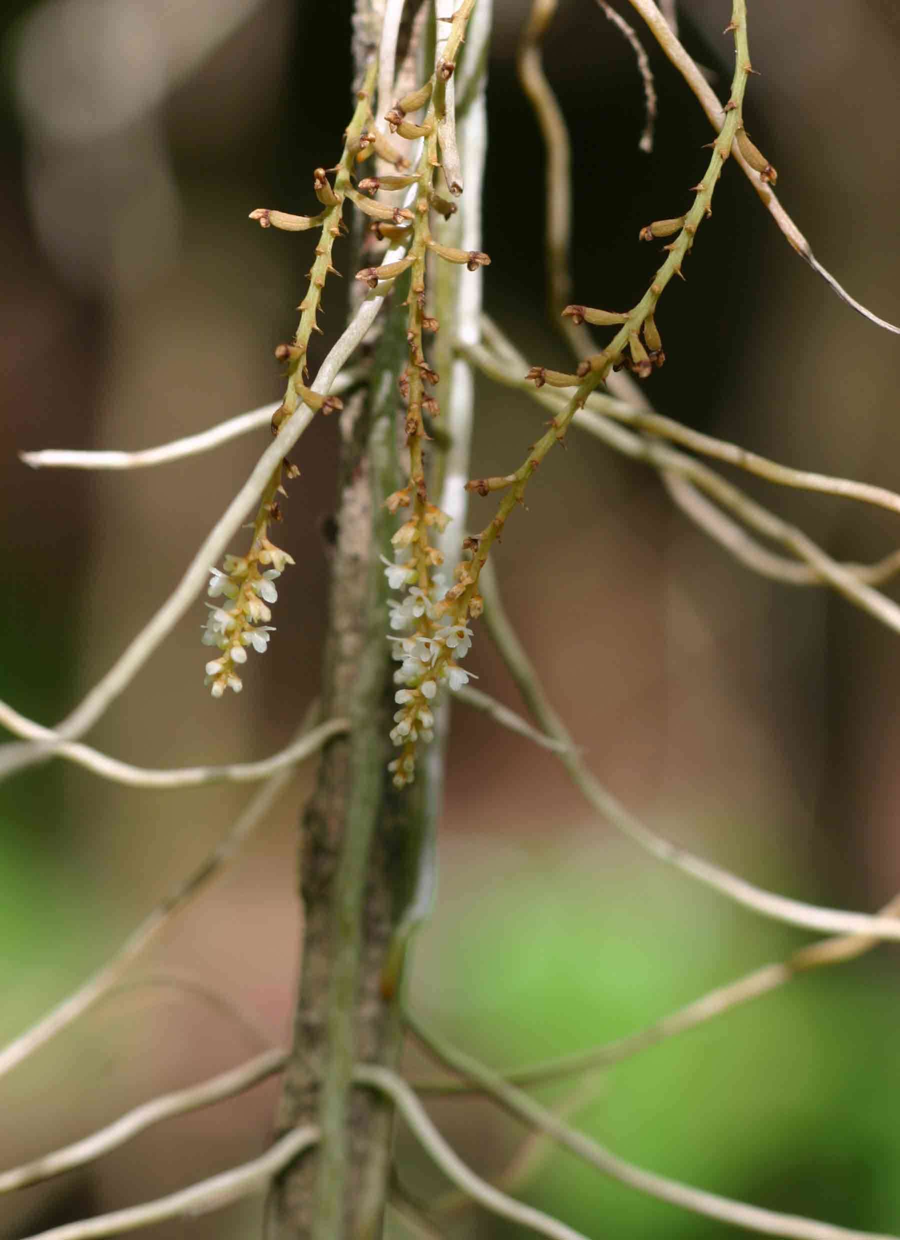 Image of Microcoelia