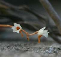 Image de Microcoelia globulosa (Hochst.) L. Jonss.