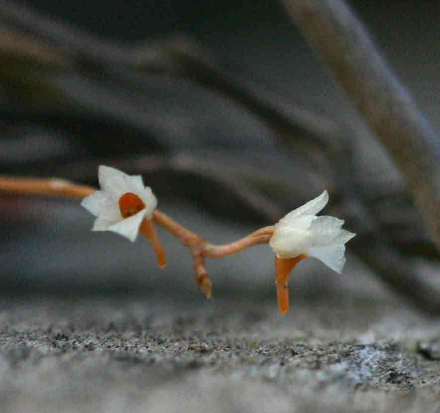 Image of Microcoelia globulosa (Hochst.) L. Jonss.