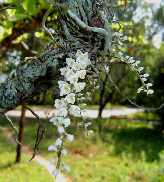 Слика од Microcoelia stolzii (Schltr.) Summerh.