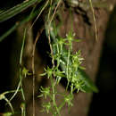 Image de Mystacidium tanganyikense Summerh.