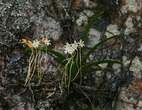 Rangaeris muscicola (Rchb. fil.) Summerh.的圖片