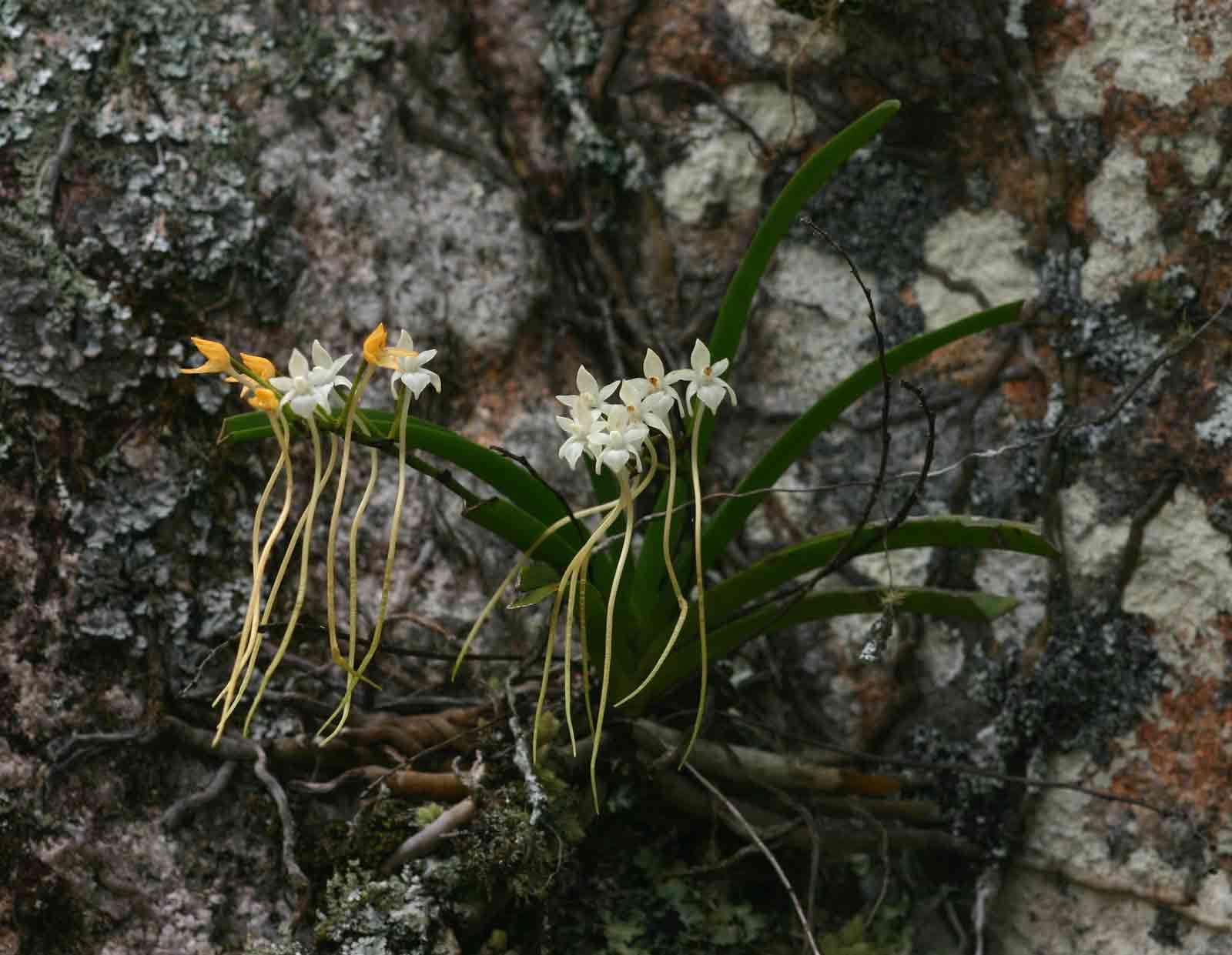 Image of Rangaeris muscicola (Rchb. fil.) Summerh.