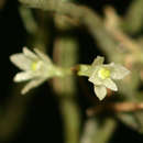 Image of Solenangis conica (Schltr.) L. Jonss.