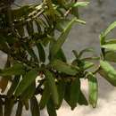 Image of Tridactyle anthomaniaca (Rchb. fil.) Summerh.