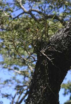 Image of Tridactyle tridentata (Harv.) Schltr.