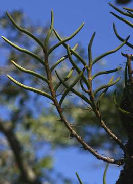 Image of Tridactyle tridentata (Harv.) Schltr.