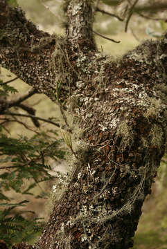 Image of Tridactyle tridentata (Harv.) Schltr.