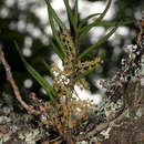 Imagem de Tridactyle tridentata (Harv.) Schltr.