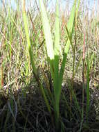 Image de Eulophia angolensis (Rchb. fil.) Summerh.