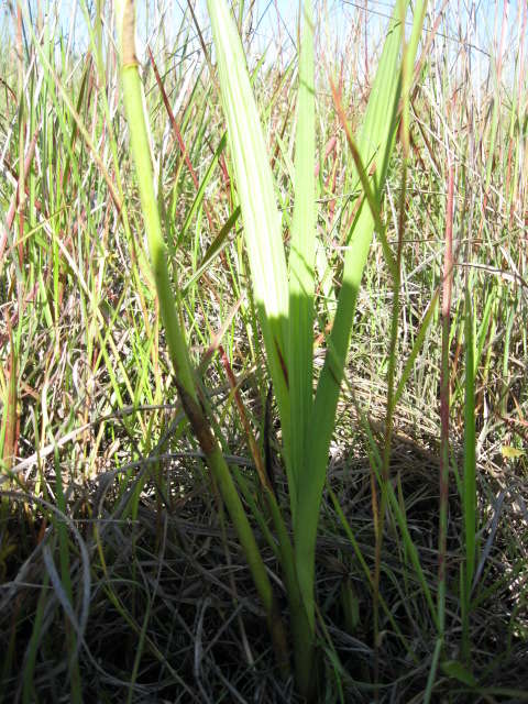 Image de Eulophia angolensis (Rchb. fil.) Summerh.