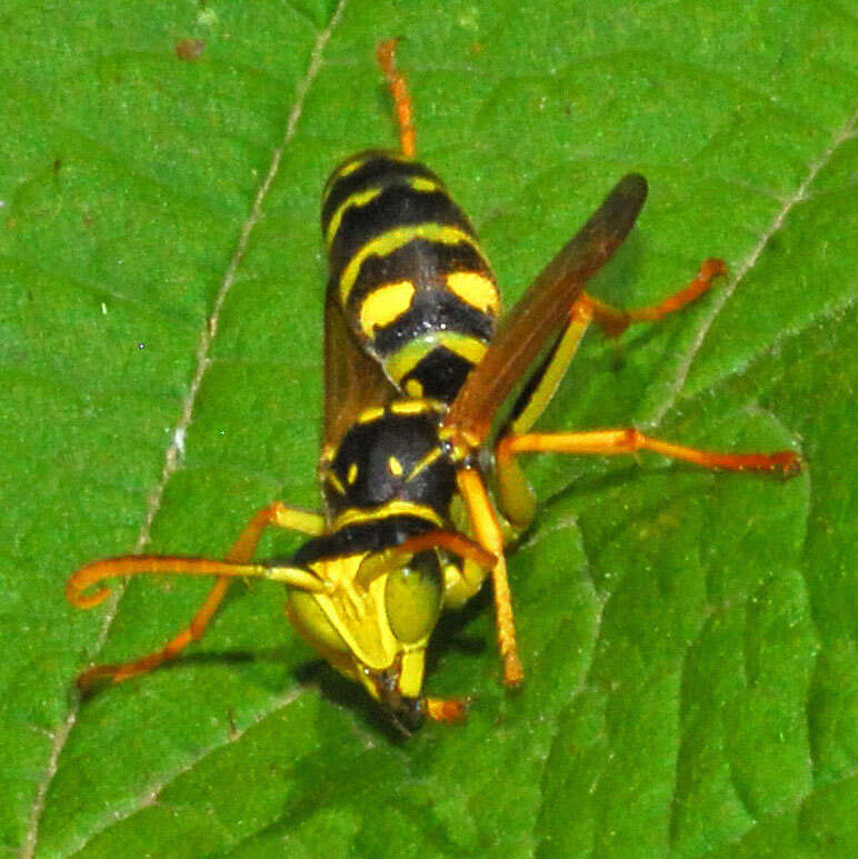 Image of Polistes associus Kohl 1898